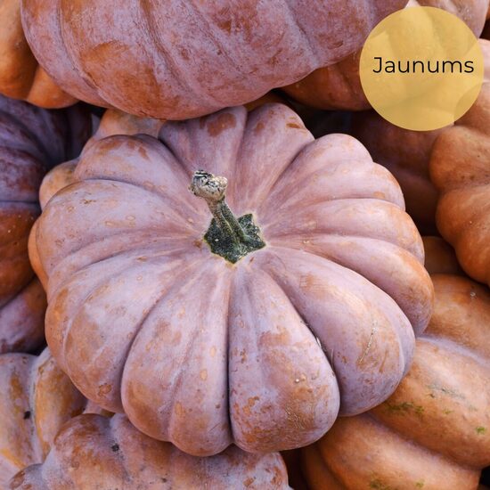Muskata ķirbis "Muscade de Provence" (Cucurbita moschata), 5 sēklas